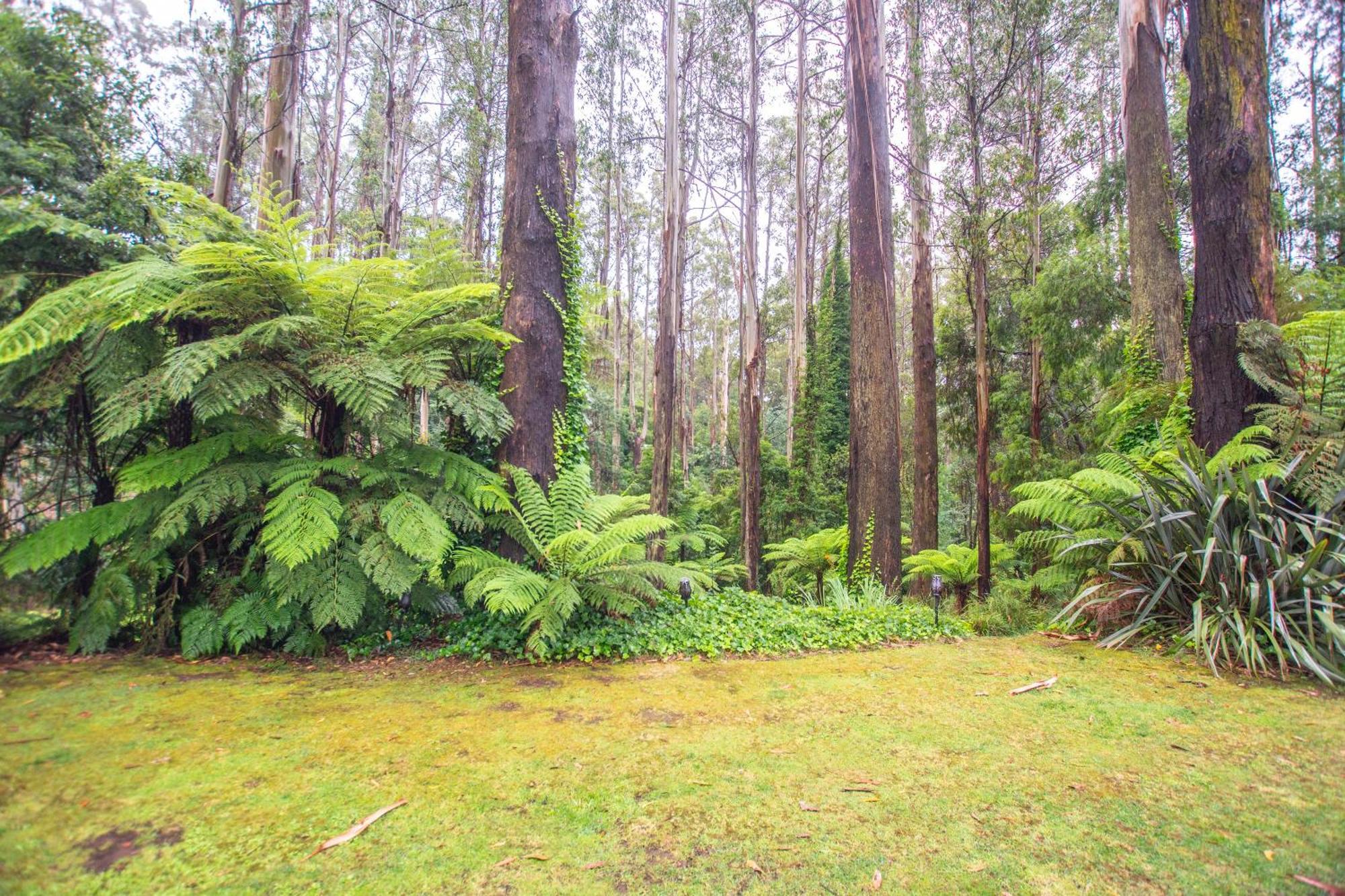 The Fernglen Forest Retreat Mount Dandenong Eksteriør billede