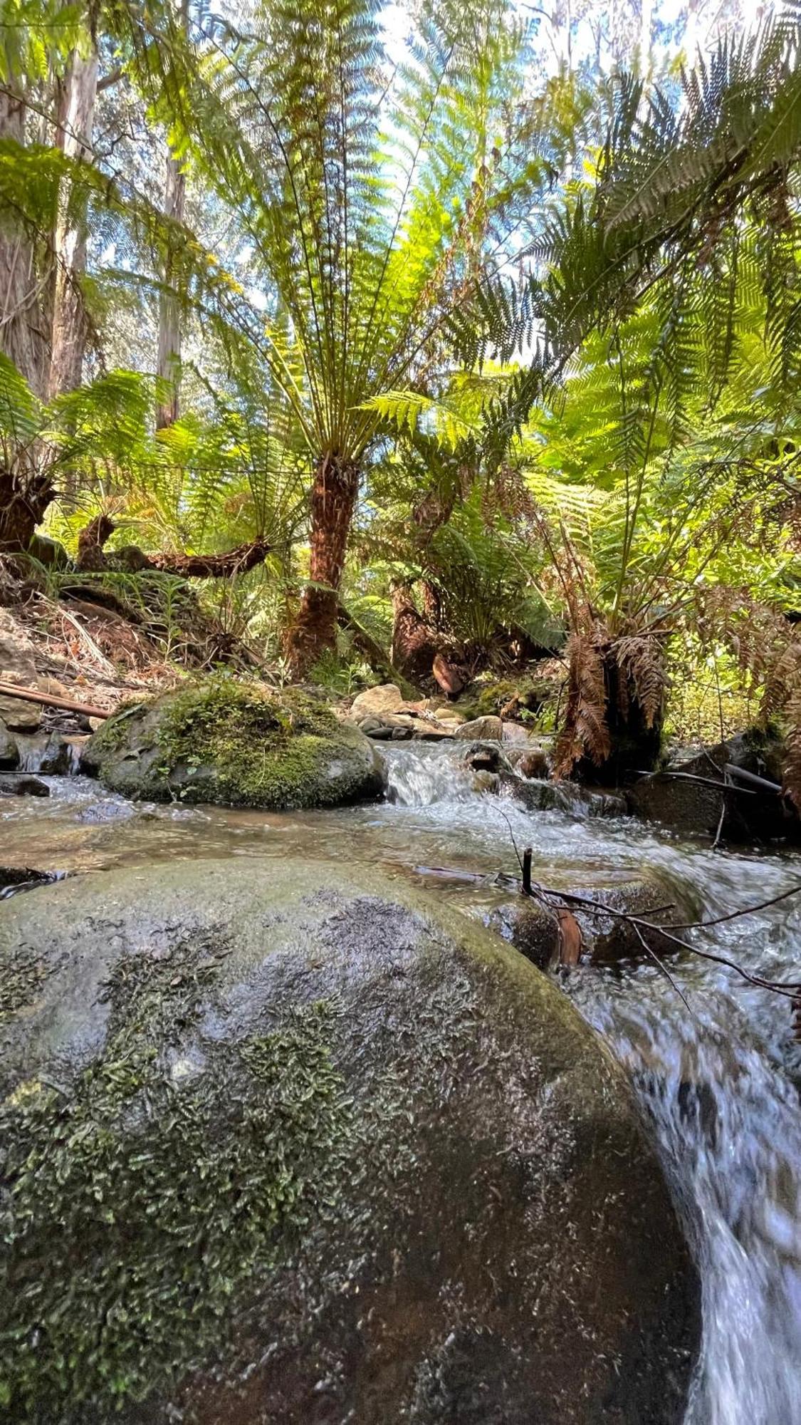 The Fernglen Forest Retreat Mount Dandenong Eksteriør billede