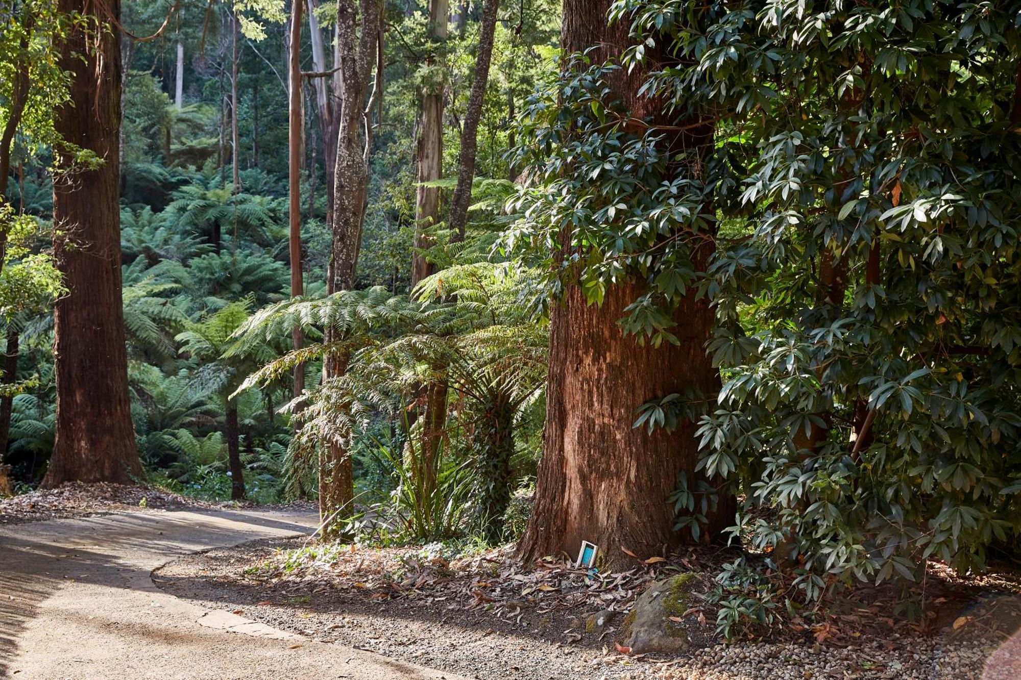 The Fernglen Forest Retreat Mount Dandenong Eksteriør billede